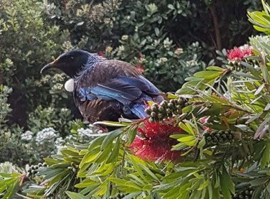 Tui in Grenada Village